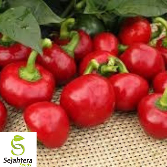 100+ Large Red Cherry Hot Pepper Seeds - Heirloom, Non-GMO, 3,000-5,000 Scoville
