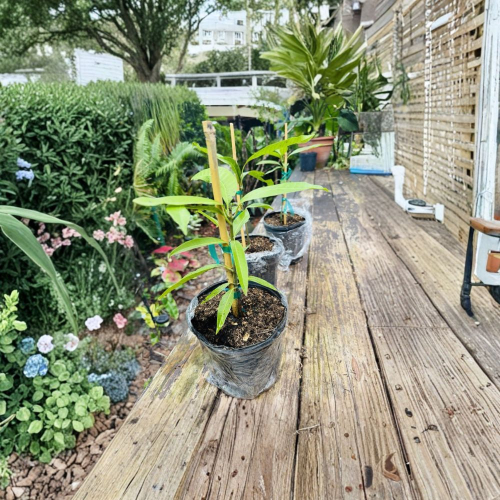 Orange Sherbet Mango Tree – Mangifera indica Live Tree in Pot | Premium Variety | Tropical Fruit Favorite  Citrus-Sweet Flavor | Fiberless Flesh | Florida Specialty