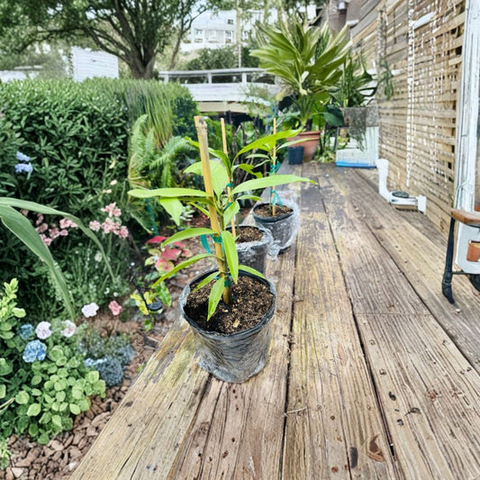 Orange Sherbet Mango Tree – Mangifera indica Live Tree in Pot | Premium Variety | Tropical Fruit Favorite  Citrus-Sweet Flavor | Fiberless Flesh | Florida Specialty