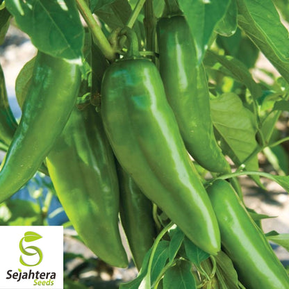 25 NuMex Joe E. Parker Pepper Seeds - Non-GMO, Mild & Versatile Variety