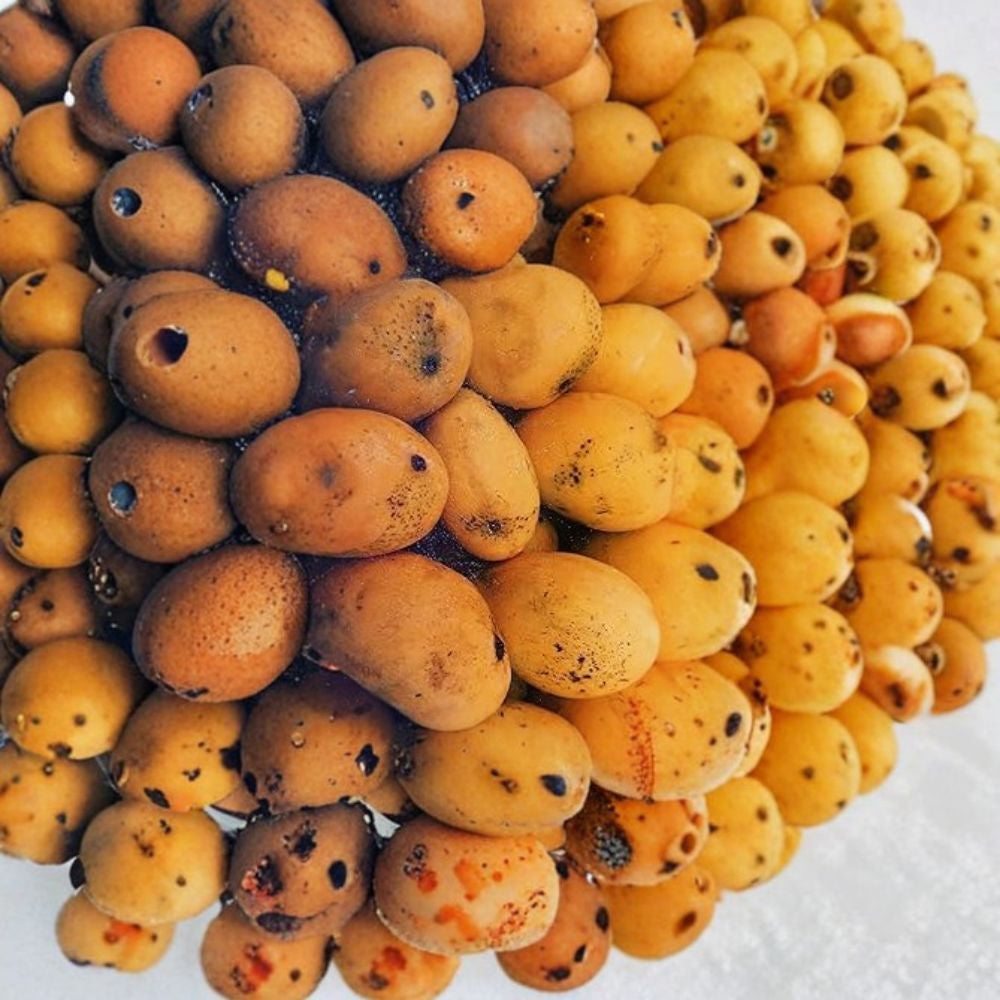 Orange Sherbet Mango Tree – Mangifera indica Live Tree in Pot | Premium Variety | Tropical Fruit Favorite  Citrus-Sweet Flavor | Fiberless Flesh | Florida Specialty