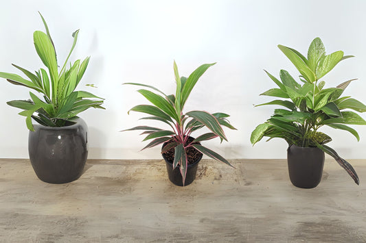Cordyline Terminalis Pink Diamond Plant, 14 Inch, 5 Gallon Pot, Tropical Houseplant, Colorful Foliage, Dracaena Family