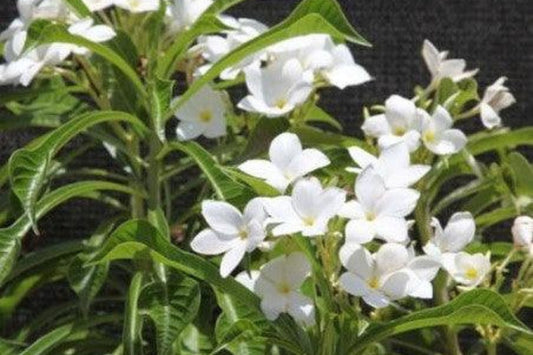 Plumeria Pudica Live Plant - Ramo de Novia - White Flowers - 1 Gal - Tropical Bloomer - Ideal for Full Sun to Part Shade