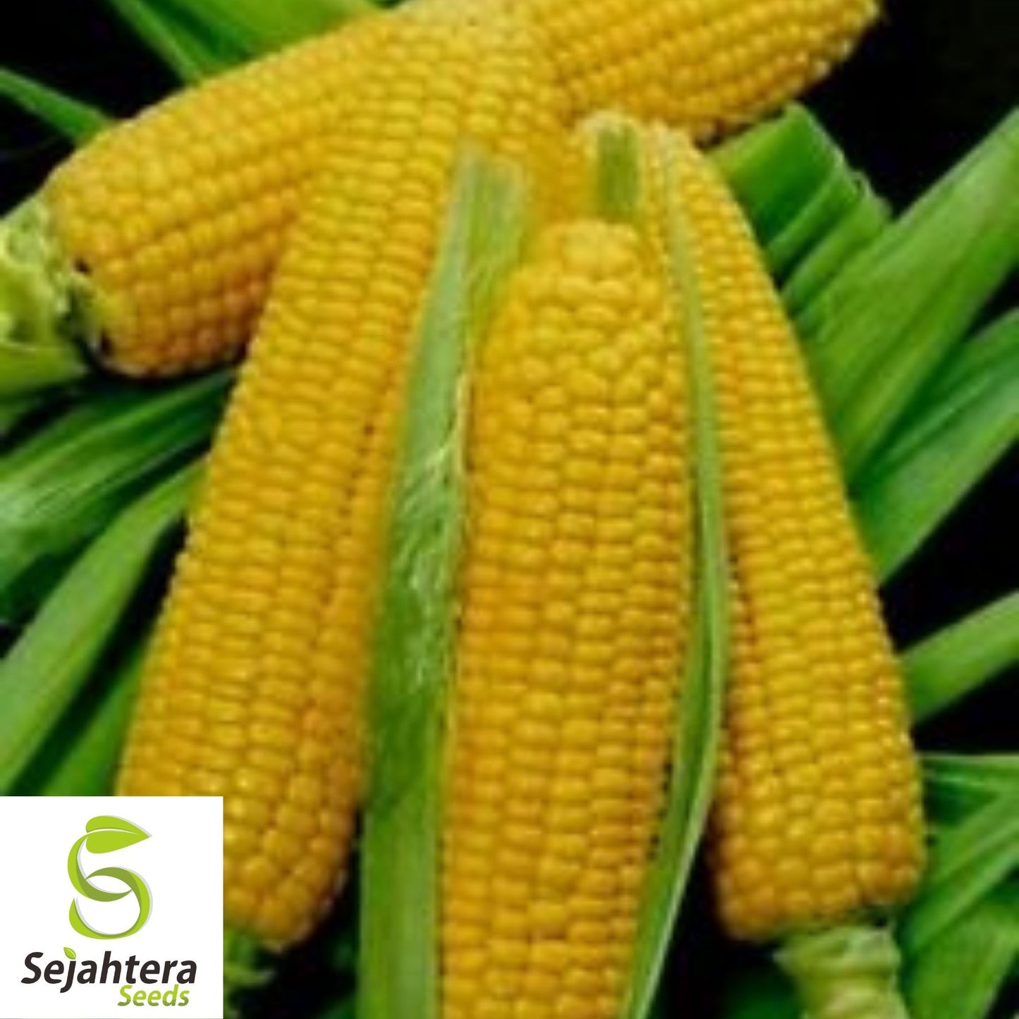 Trucker's Favorite Yellow Corn Seeds 25 Ct | Heirloom NON-GMO Vegetable USA