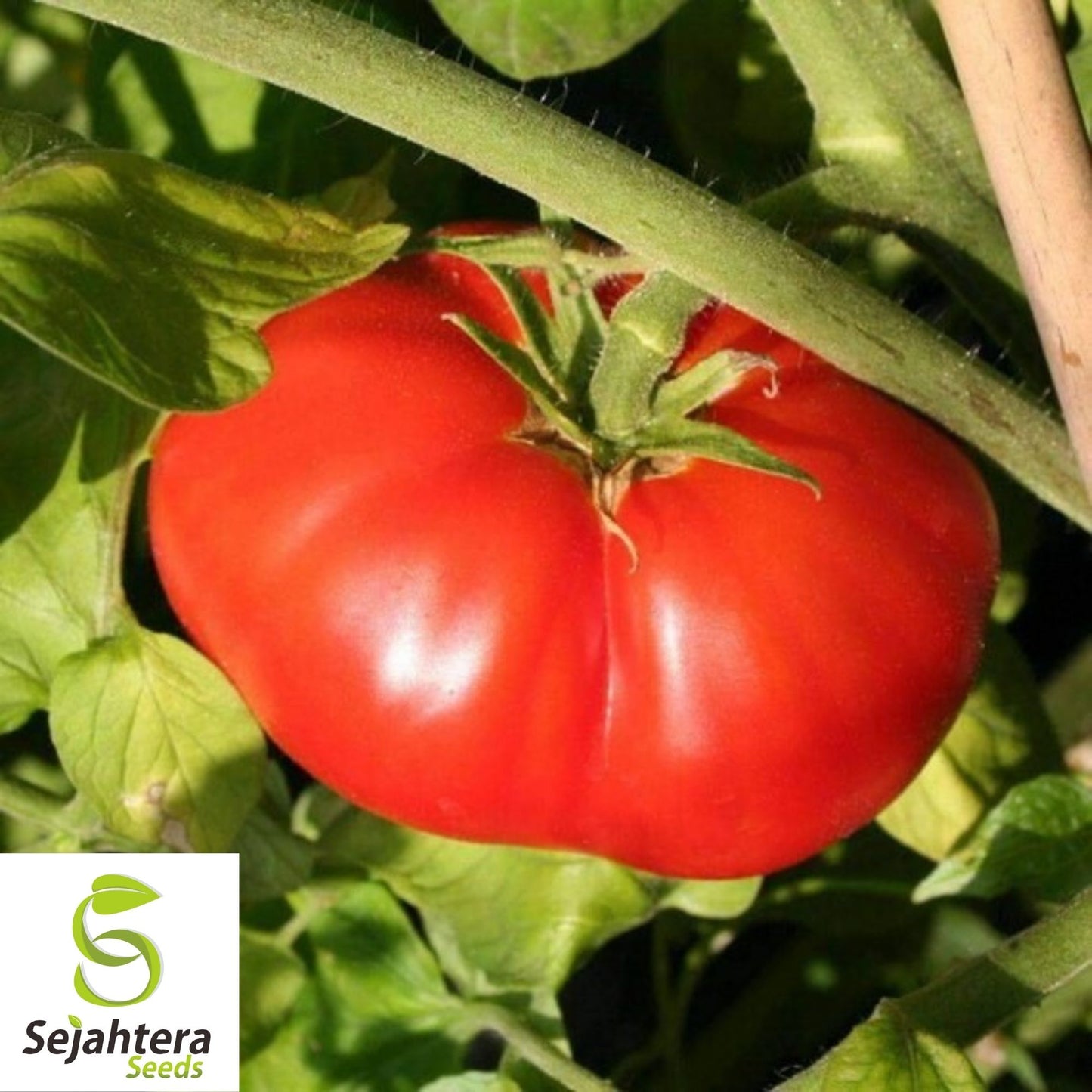 Beefsteak Tomato Seeds 100 Ct | Heirloom NON-GMO Vegetable Garden USA