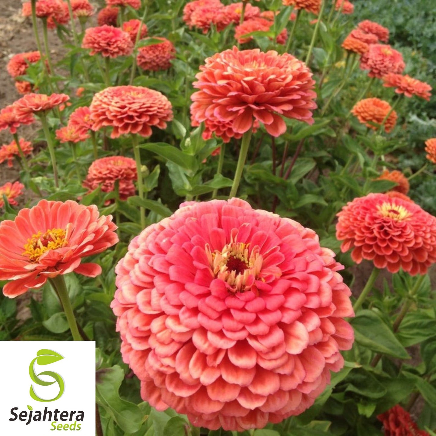 100+ Coral Zinnia Seeds - Zinnia Elegans, Vibrant Cut Flowers, Non-GMO