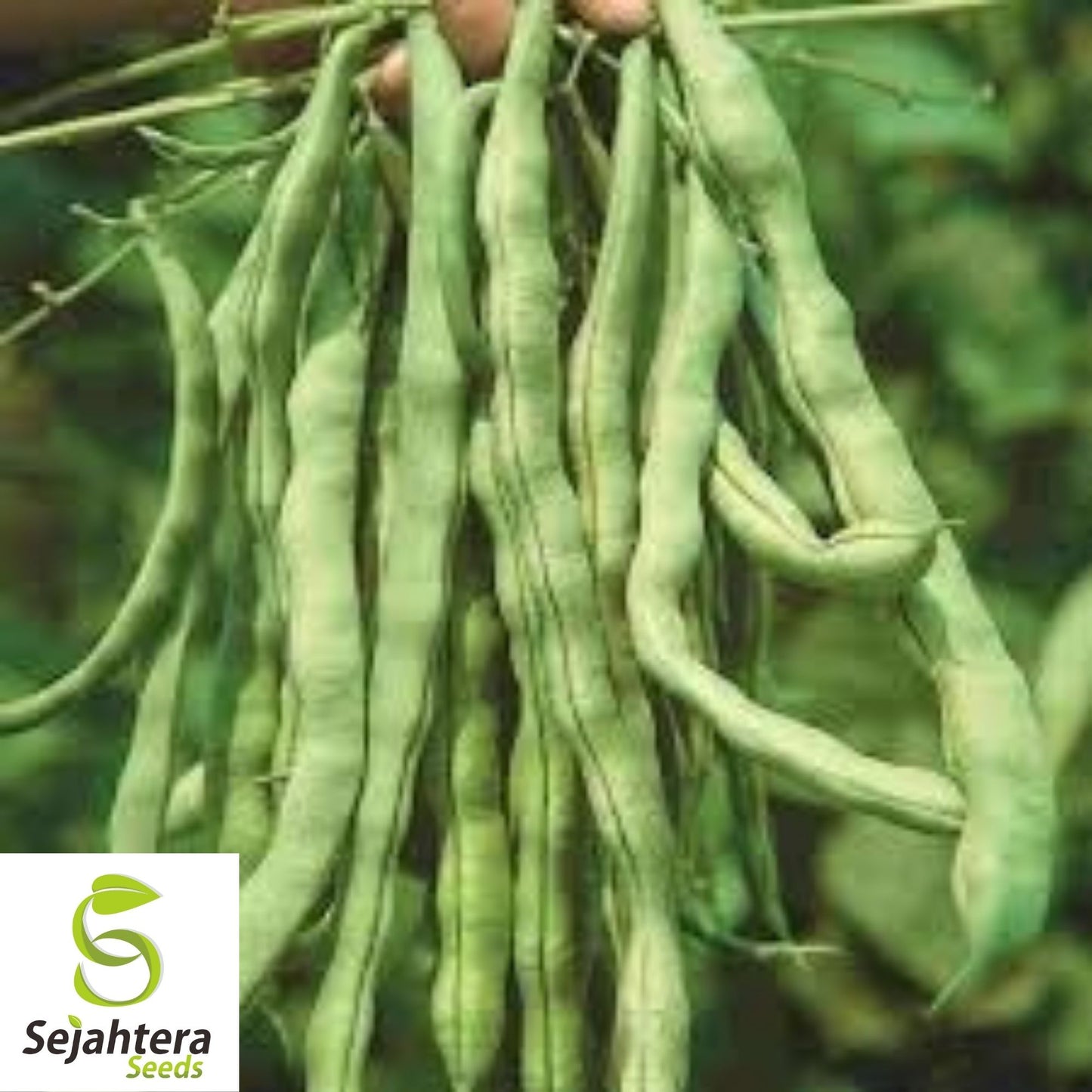 Kentucky Wonder Pole Bean Seeds 50 Ct | Heirloom Vegetable NON-GMO USA