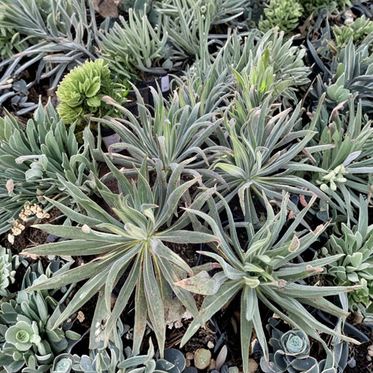Echium ‘Red Feather’ – Echium amoenum Live Starter Plant | 4–6 Inches Tall | Includes 6 Inch Nursery Pot  Architectural Red Flower Spikes | Compact Perennial | Early Season Blooms