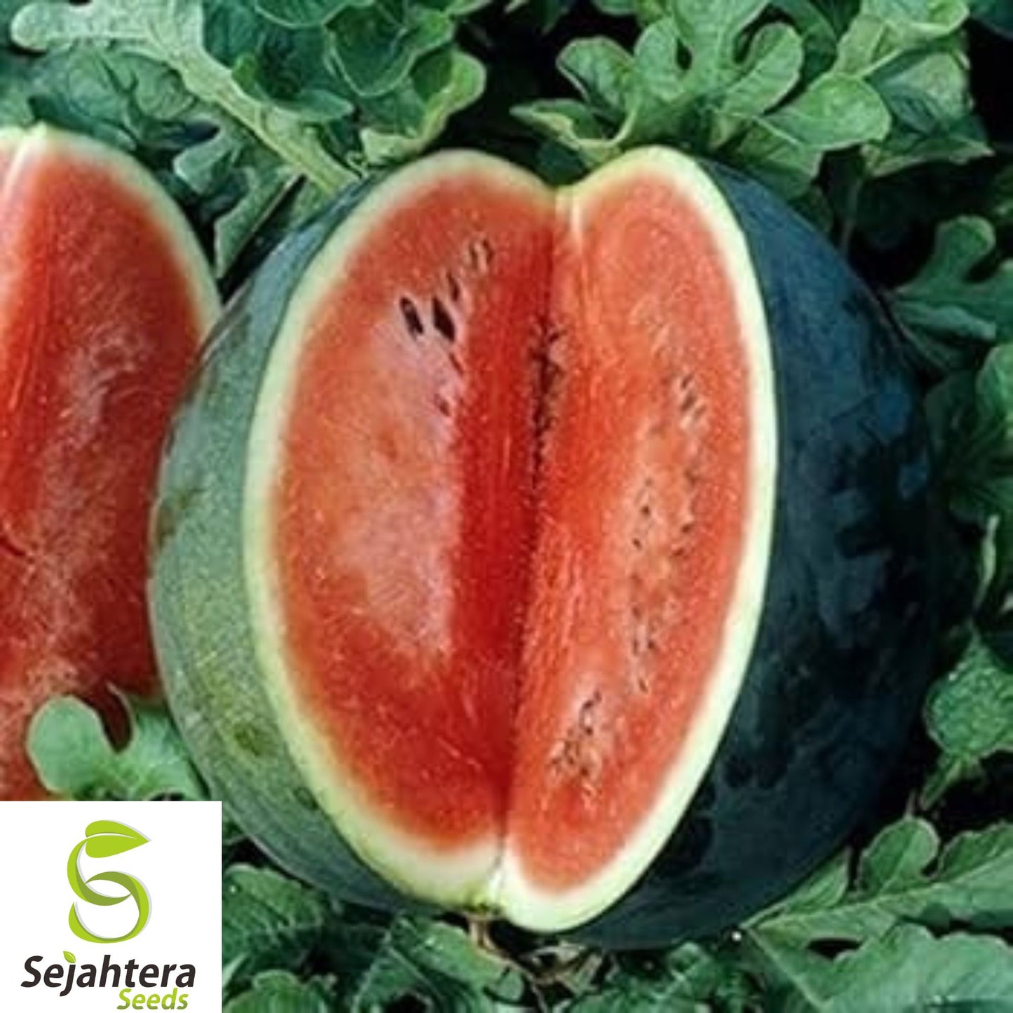 24+ Florida Giant Watermelon Seeds - Heirloom, Organic, Non-GMO, Huge & Sweet