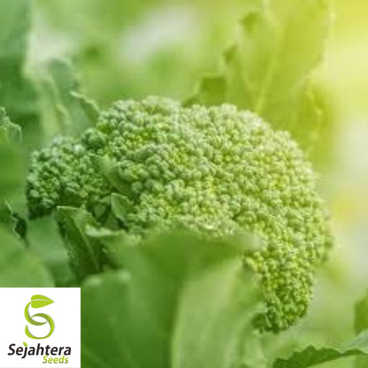 Waltham 29 Broccoli Seeds - 25+ Heirloom, Organic, Non-GMO & Fresh