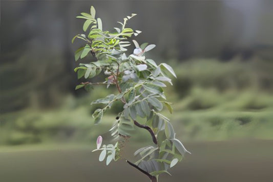 Cocobolo (Dalbergia retusa)