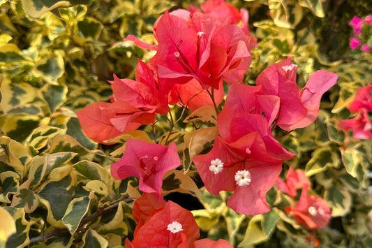 Bengal Orange Bougainvillea | Small Well-Rooted Starter Plant