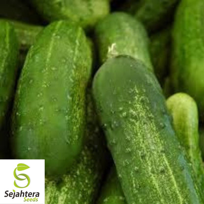 Carolina Cucumber Seeds 60+ | Pickling Vegetable Garden NON-GMO USA