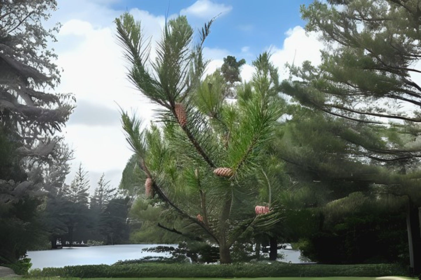 Beach Shore Pine (Pinus contorta var. contorta)