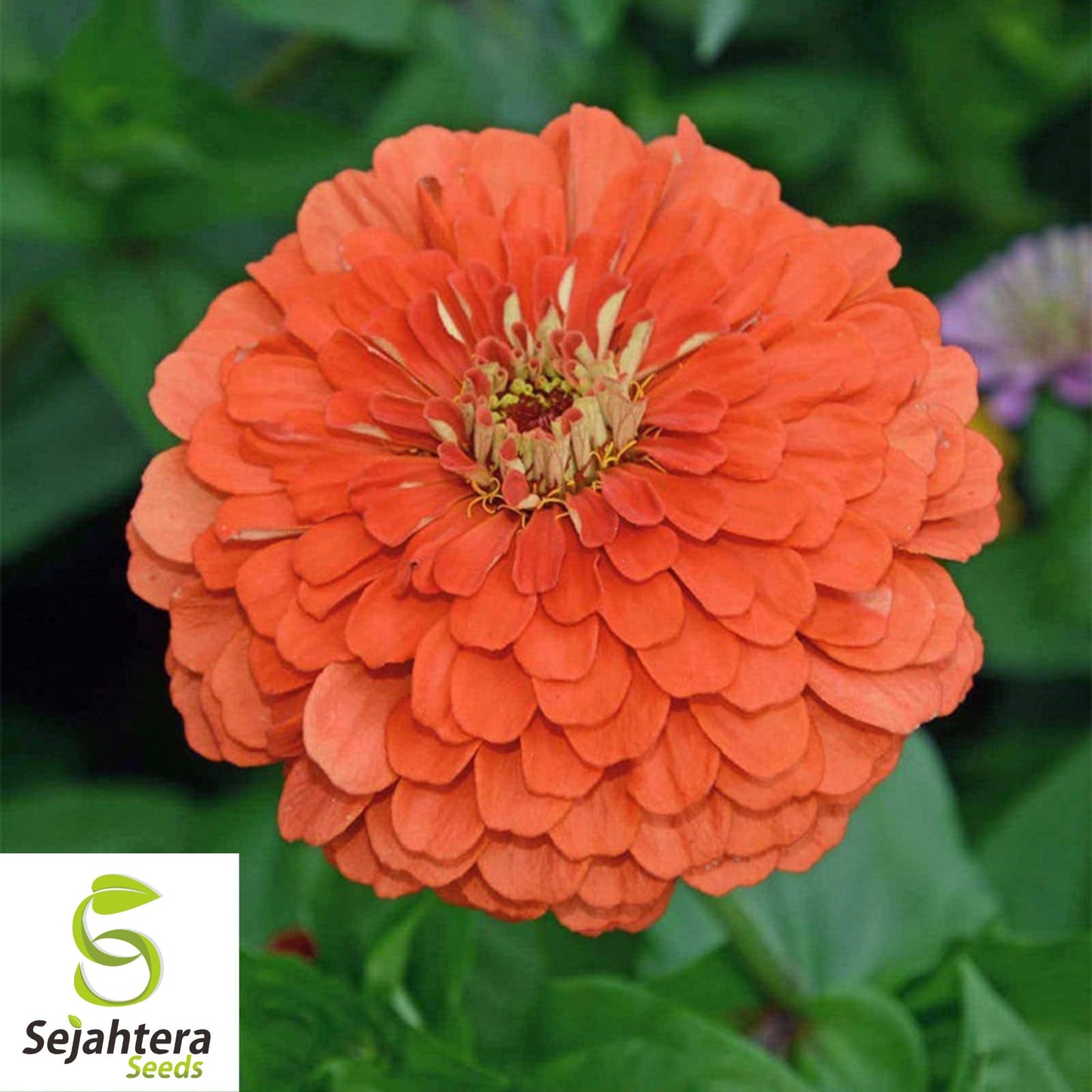 100+ Coral Zinnia Seeds - Zinnia Elegans, Vibrant Cut Flowers, Non-GMO