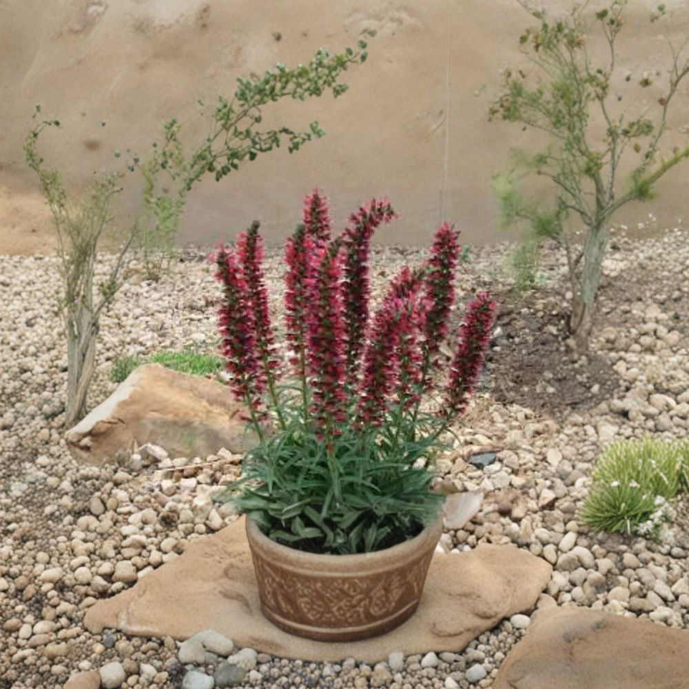 Echium ‘Red Feather’ – Echium amoenum Live Starter Plant | 4–6 Inches Tall | Includes 6 Inch Nursery Pot  Architectural Red Flower Spikes | Compact Perennial | Early Season Blooms