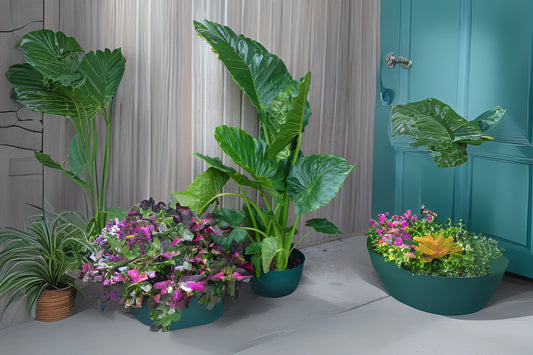 Upright Alocasia Plant - Medium 6in Pot - Elephant Ears, California Alocasia odora - Tropical Green Foliage for Outdoor Spaces