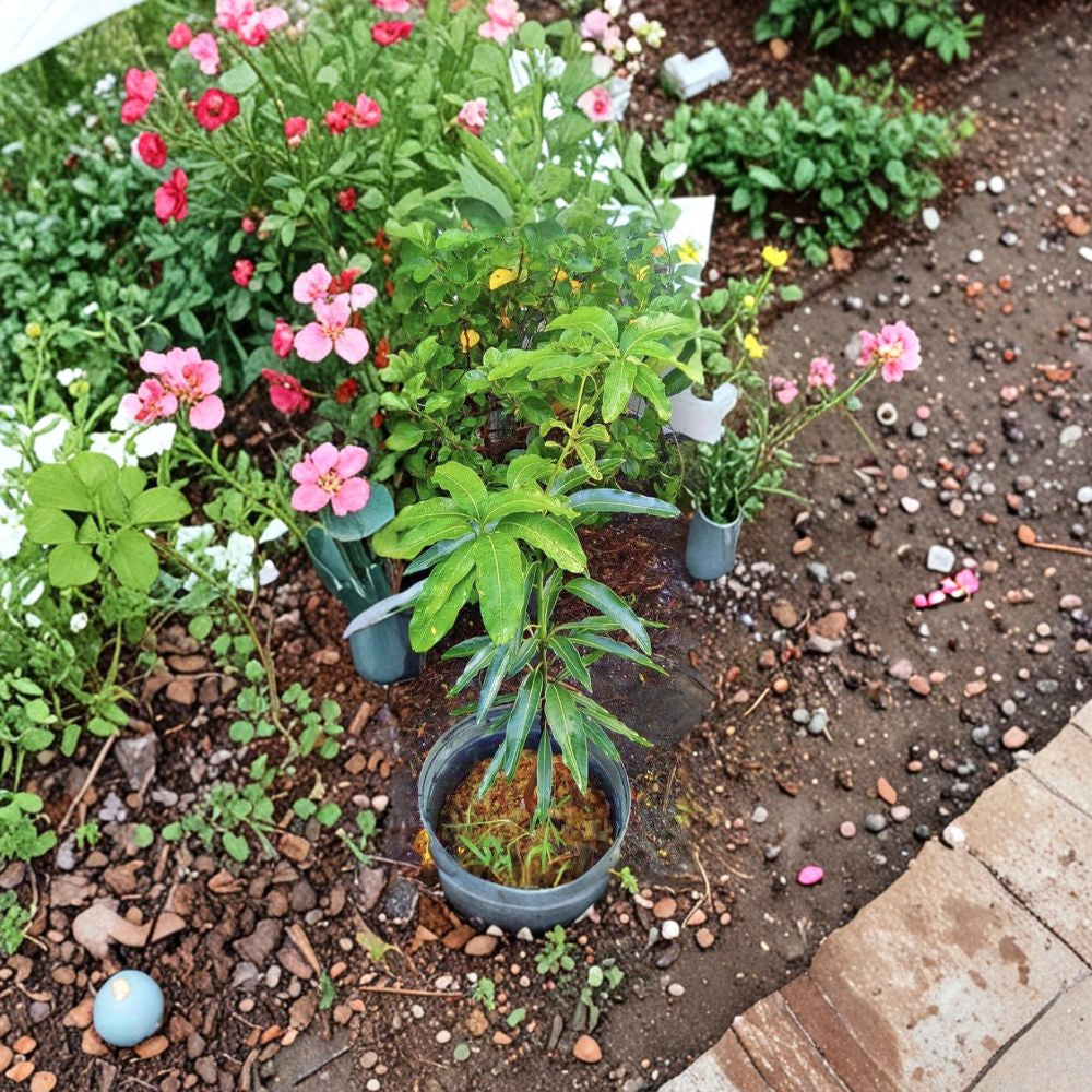 Dwarf Mango Tree – Mangifera indica Grafted Organic Tree | Medium Size | Potted Plant  Compact Growth | Sweet Tropical Fruit | Patio Friendly