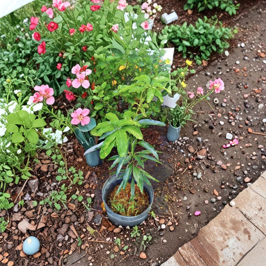Dwarf Mango Tree – Mangifera indica Grafted Organic Tree | Medium Size | Potted Plant  Compact Growth | Sweet Tropical Fruit | Patio Friendly