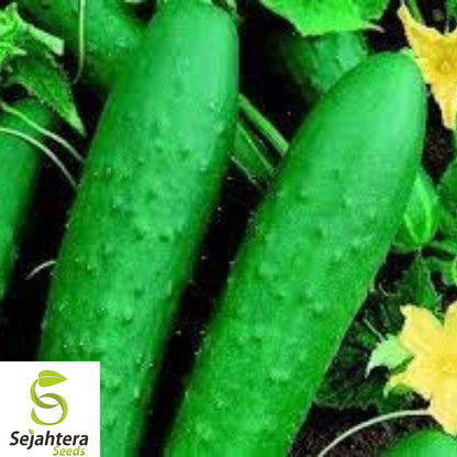 100+ Double Yield Cucumber Seeds - Heirloom, Organic, Non-GMO, High-Yield & Fresh