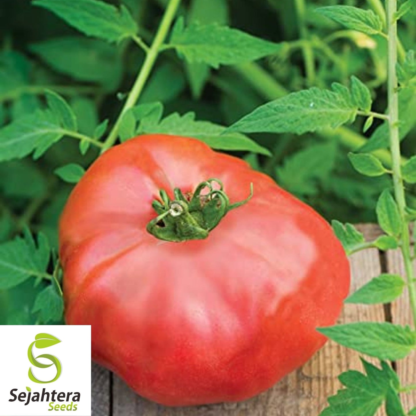 Beefsteak Tomato Seeds 100 Ct | Heirloom NON-GMO Vegetable Garden USA
