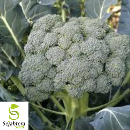 Waltham 29 Broccoli Seeds - 25+ Heirloom, Organic, Non-GMO & Fresh