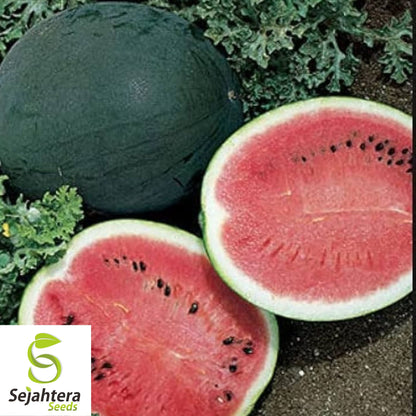 Sugar Baby Watermelon Seeds - 50+ Heirloom - Super Sweet & Non-GMO