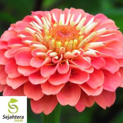 100+ Coral Zinnia Seeds - Zinnia Elegans, Vibrant Cut Flowers, Non-GMO