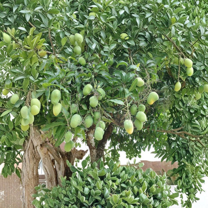 Dwarf Mango Tree – Mangifera indica Grafted Organic Tree | Medium Size | Potted Plant  Compact Growth | Sweet Tropical Fruit | Patio Friendly