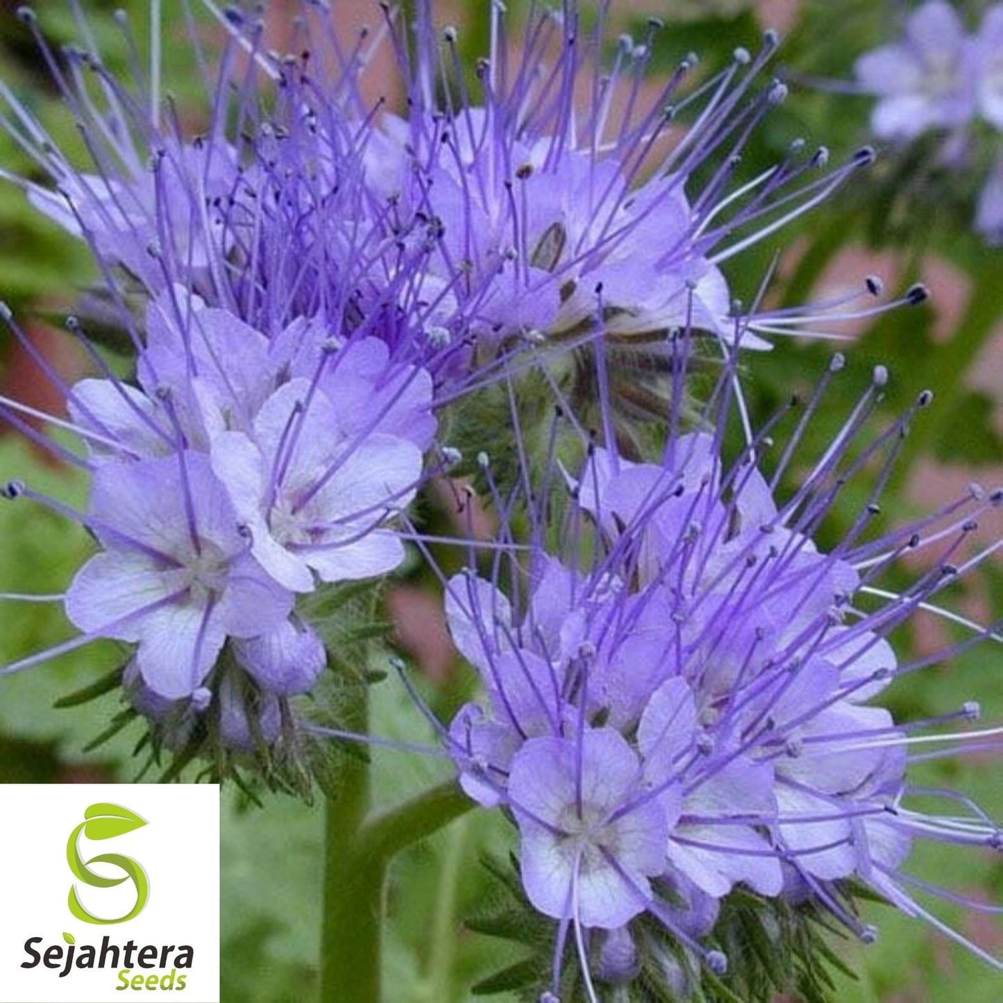 Lacy Phacelia Seeds 250+ | Phacelia tanacetifolia Annual Flower for Bees USA
