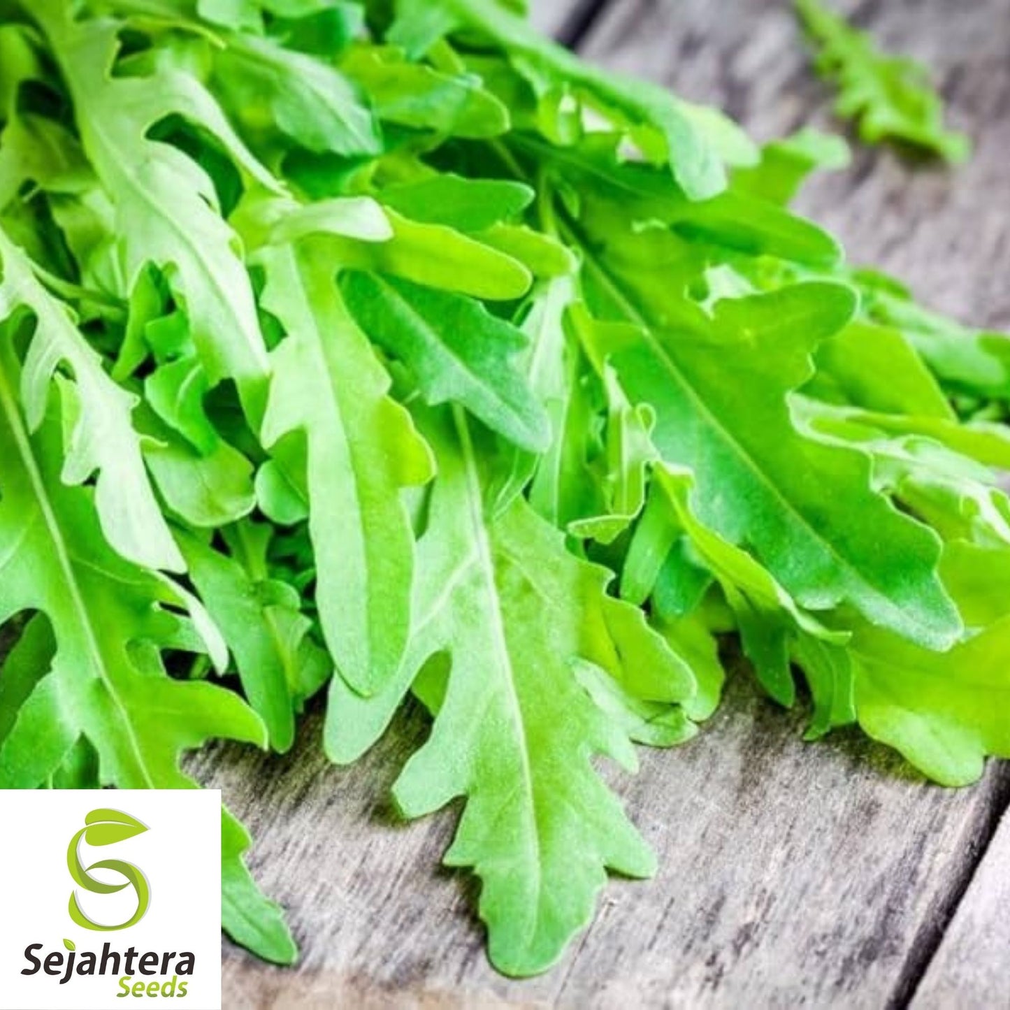 Arugula Seeds 1000+ | Roquette Rocket Heirloom Herb Garden NON-GMO USA