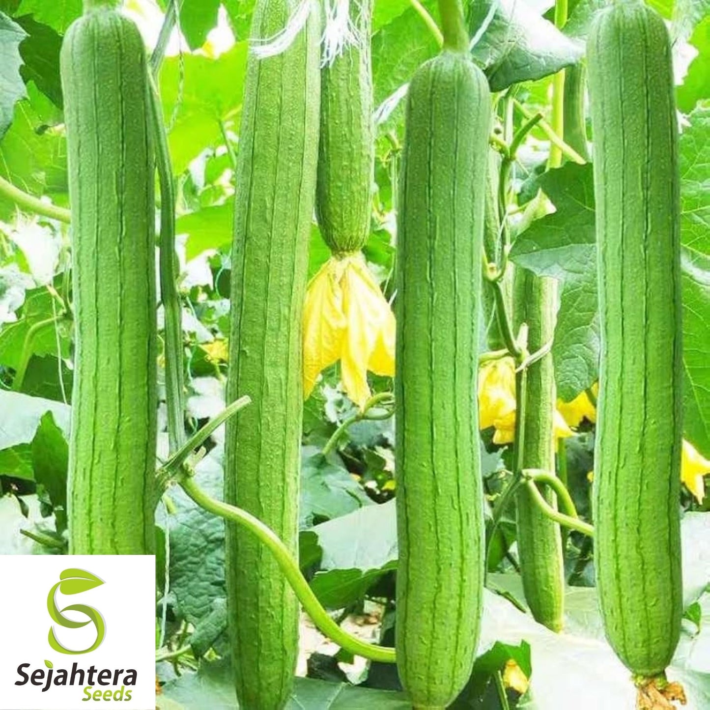 Luffa Gourd Seeds 10 Ct | Sponge Vegetable Heirloom NON-GMO USA