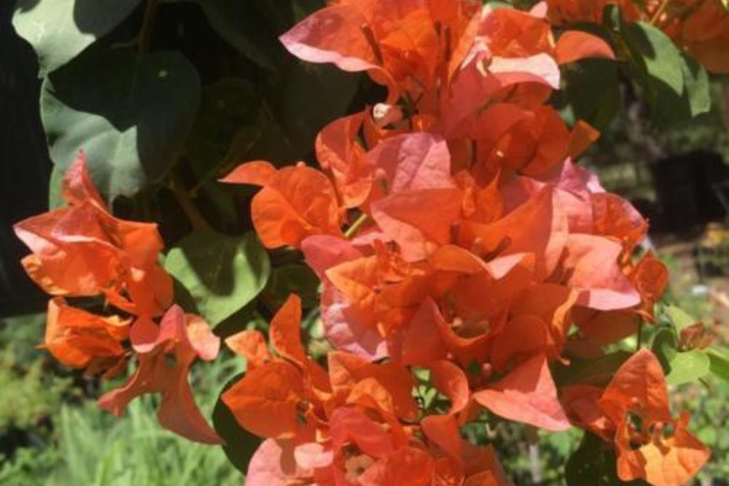 Bengal Orange Bougainvillea | Small Well-Rooted Starter Plant