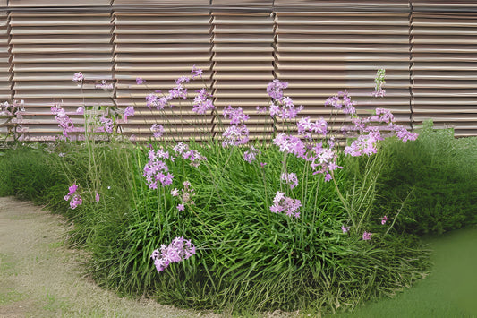 Society Garlic Plant 6 in Pot - Tulbaghia violacea - Fragrant Edible Leaves & Lilac Flowers - Amaryllidaceae Perennial