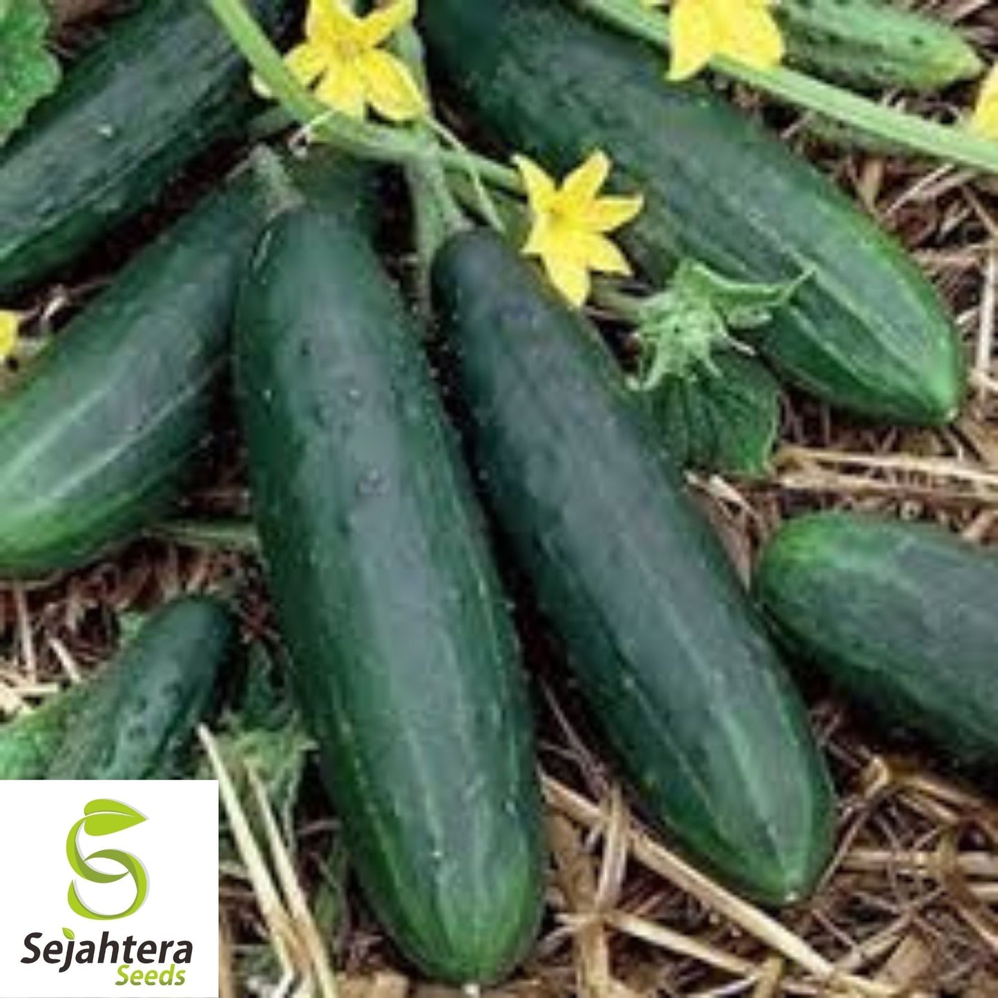 Carolina Cucumber Seeds 60+ | Pickling Vegetable Garden NON-GMO USA