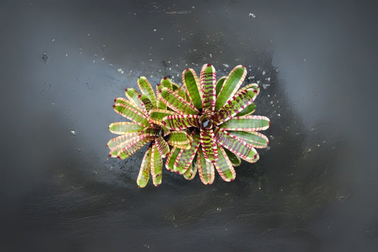 Neoregelia Wild Rabbit 6" Pot Bromeliad Plant - Exotic Tropical Houseplant for Indoor Gardening, Neoregelia spp.