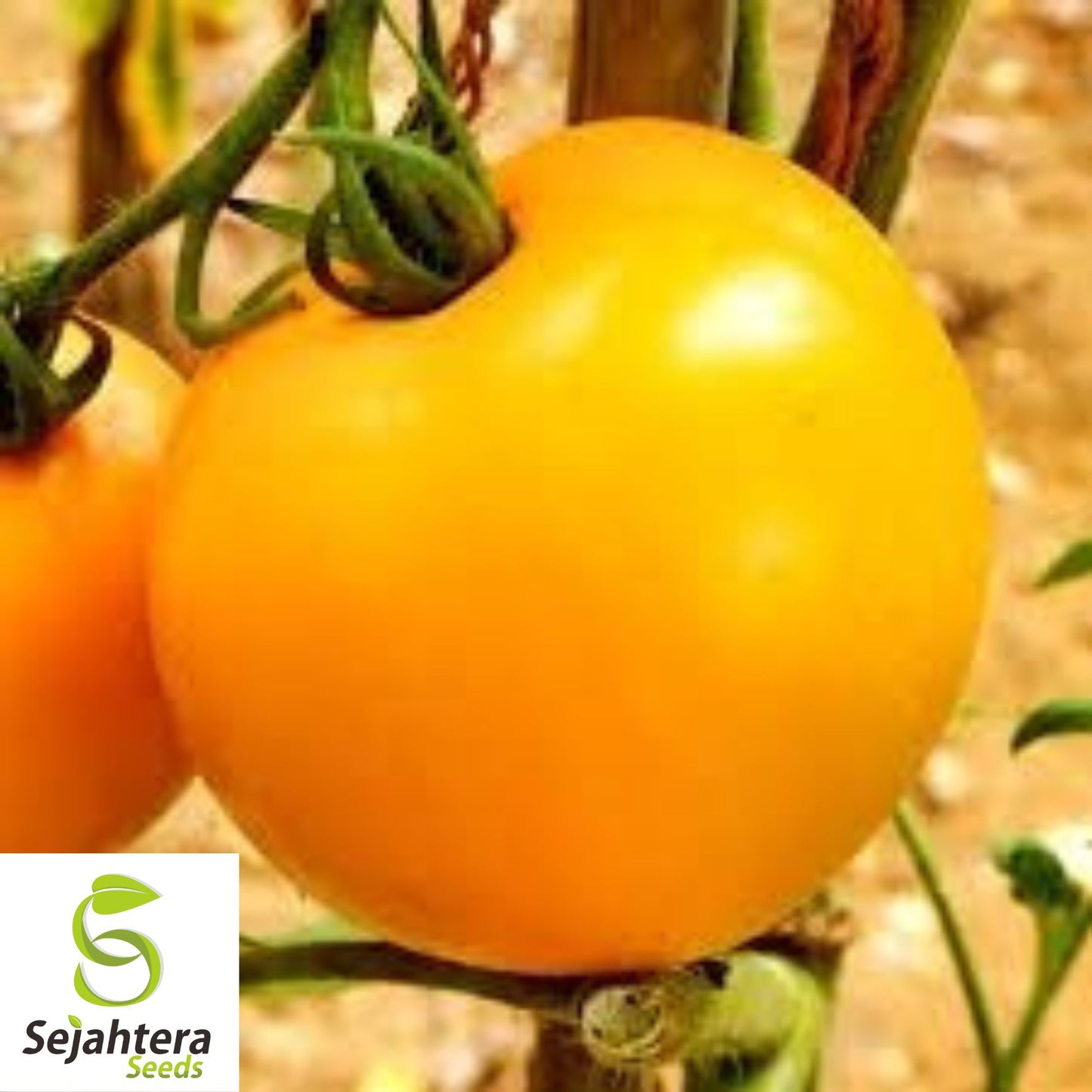 Golden Jubilee Tomato Seeds - 120+ Heirloom, Organic, Non-GMO & Sweet