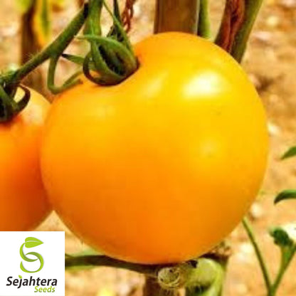 Golden Jubilee Tomato Seeds - 120+ Heirloom, Organic, Non-GMO & Sweet