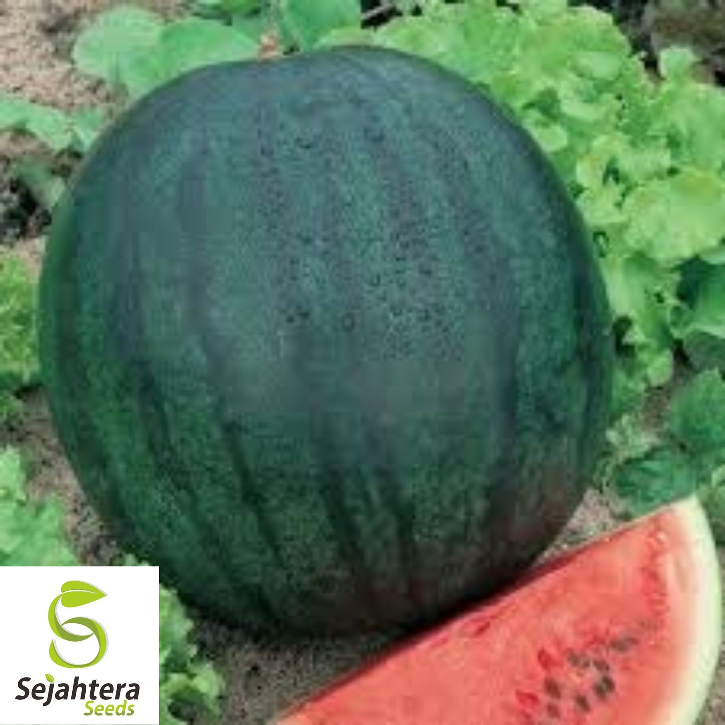 Sugar Baby Watermelon Seeds - 50+ Heirloom - Super Sweet & Non-GMO