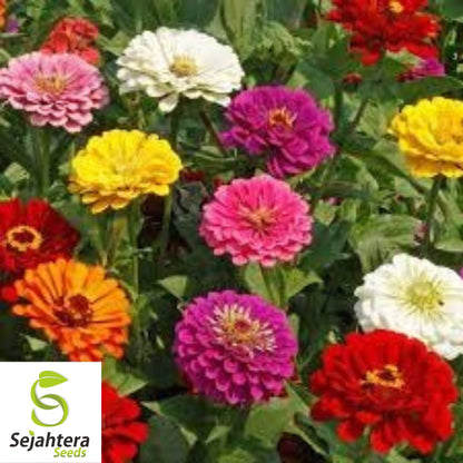 100 California Giant Zinnia Flower Mix Seeds - Non-GMO, Colorful & Easy-to-Grow