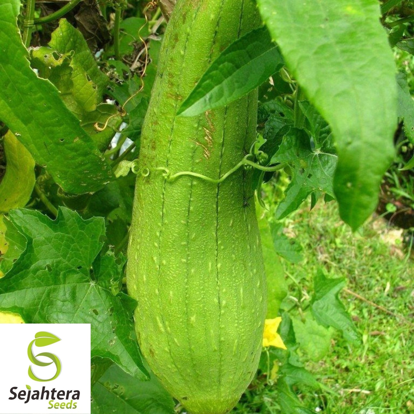 Luffa Gourd Seeds 10 Ct | Sponge Vegetable Heirloom NON-GMO USA