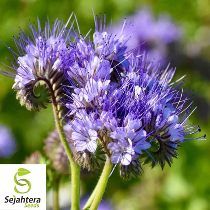 Lacy Phacelia Seeds 250+ | Phacelia tanacetifolia Annual Flower for Bees USA