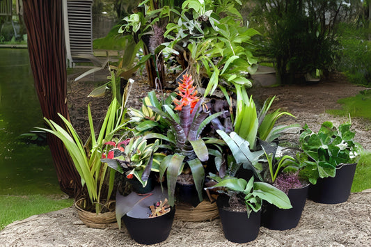 Aechmea Frappuccino Plant in 6" Pot | Bromeliad | Unique Tropical Houseplant | Aechmea 'Frappuccino'