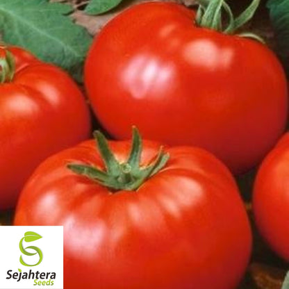 Beefsteak Tomato Seeds 100 Ct | Heirloom NON-GMO Vegetable Garden USA