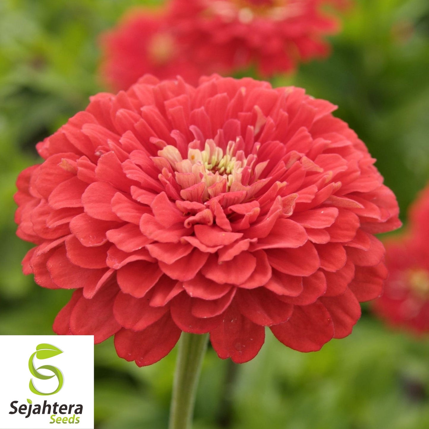 100+ Coral Zinnia Seeds - Zinnia Elegans, Vibrant Cut Flowers, Non-GMO