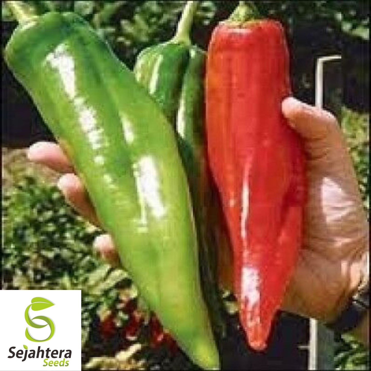 25 Hatch Big Jim Pepper Seeds - Non-GMO, Mild & Flavorful Hatch Variety