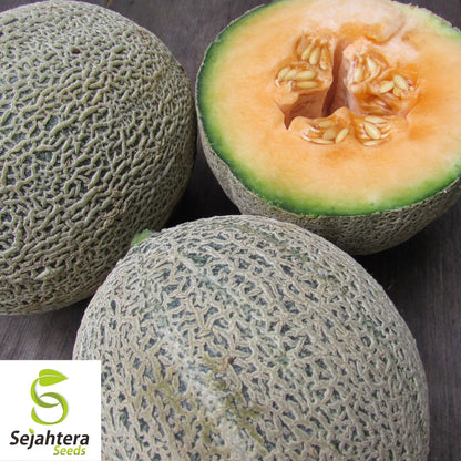 Iroquois Cantaloupe Seeds 50+ | Muskmelon Fruit Heirloom Garden USA
