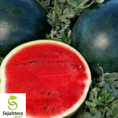 24+ Florida Giant Watermelon Seeds - Heirloom, Organic, Non-GMO, Huge & Sweet
