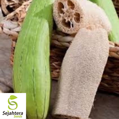 Luffa Gourd Seeds 10 Ct | Sponge Vegetable Heirloom NON-GMO USA
