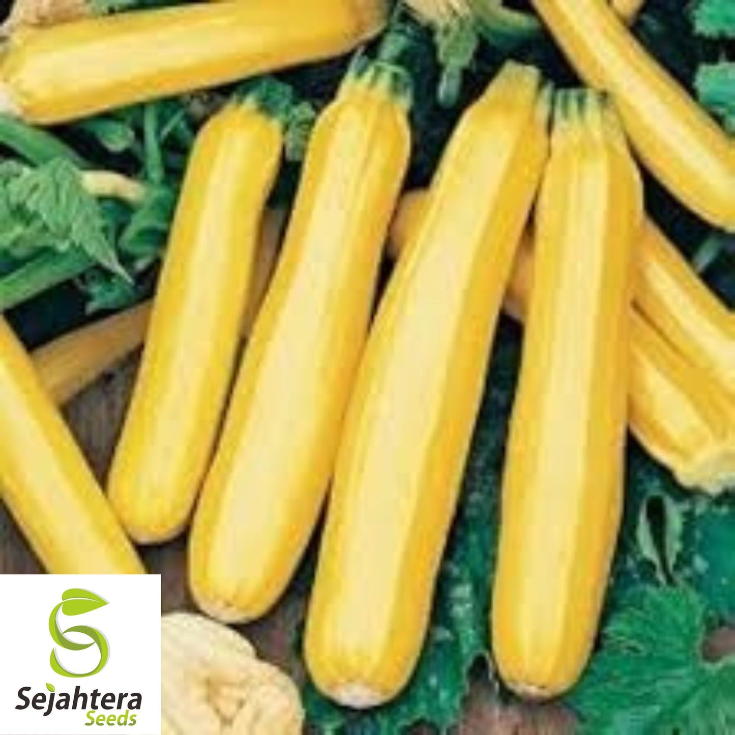 25 Golden Zucchini Squash Seeds - Non-GMO, Heirloom & Summer Favorite